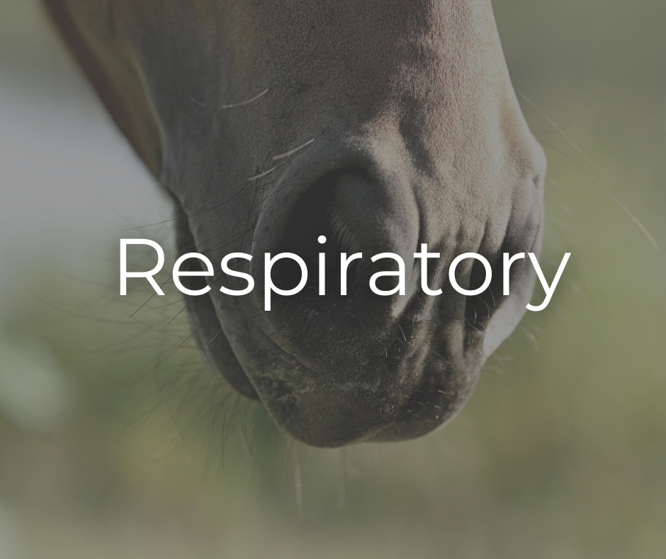 equine-exceed-respiratory